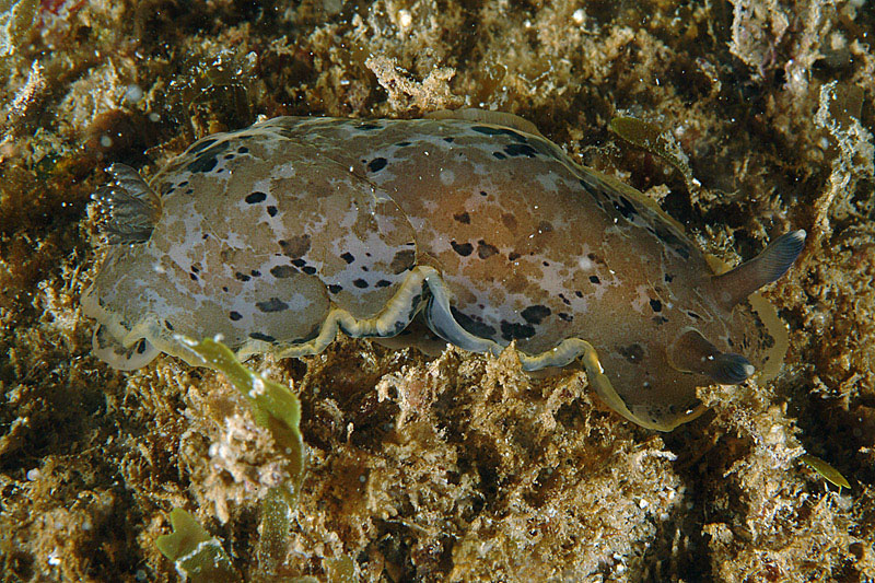 Dendrodoris limbata